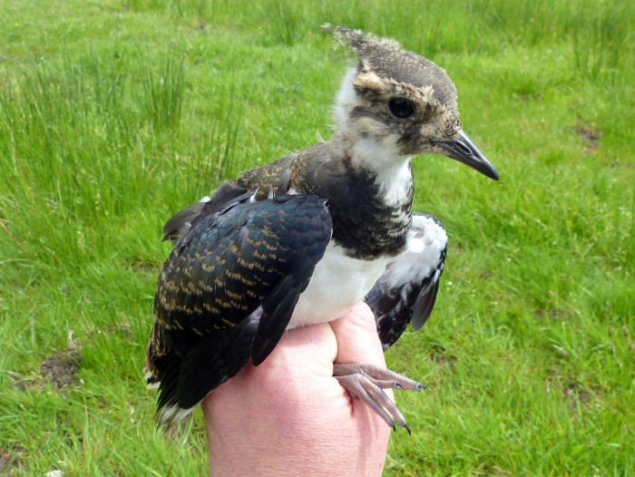 Well grown Lapwing chick